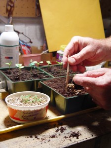 Use a small, pointy object to transplant young seedlings from the vermiculite to cell packs.