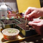 Seed-Starting 101