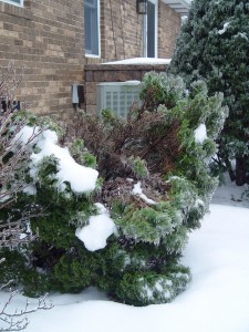 Gently remove ice or heavy snow splaying apart evergreens.