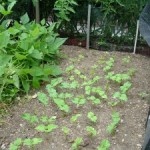 Vegetables in Fall