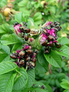 An orgy of Japanese beetles making short work of rose blooms.