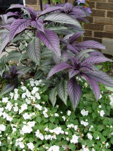 persian.shield.impatiens Persian shield