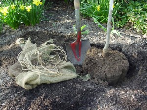 April is prime time to plant trees and shrubs.