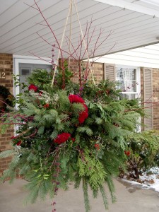 Cuttings scavenged from around the yard make up this wintery hanging basket.