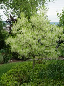 American fringetree in bloom.