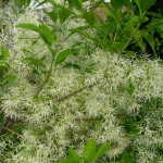 Closeup of fringetree flowers.