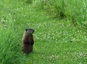 A groundhog looking for dinner.