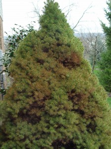 A dwarf Alberta spruce browning out from spider-mite attack.