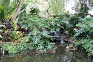 The koi pond at Selby Gardens.