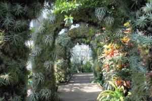 Archway of tillandsias inside Stowe's Orchid Conservatory.