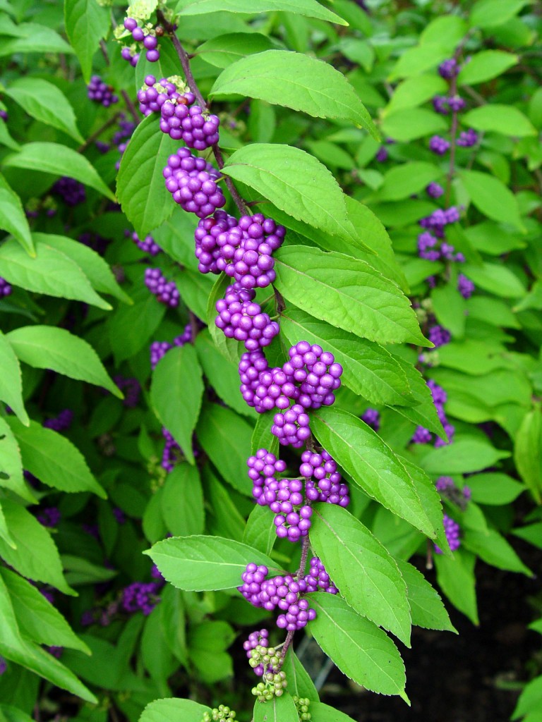 shrub with purple flowers