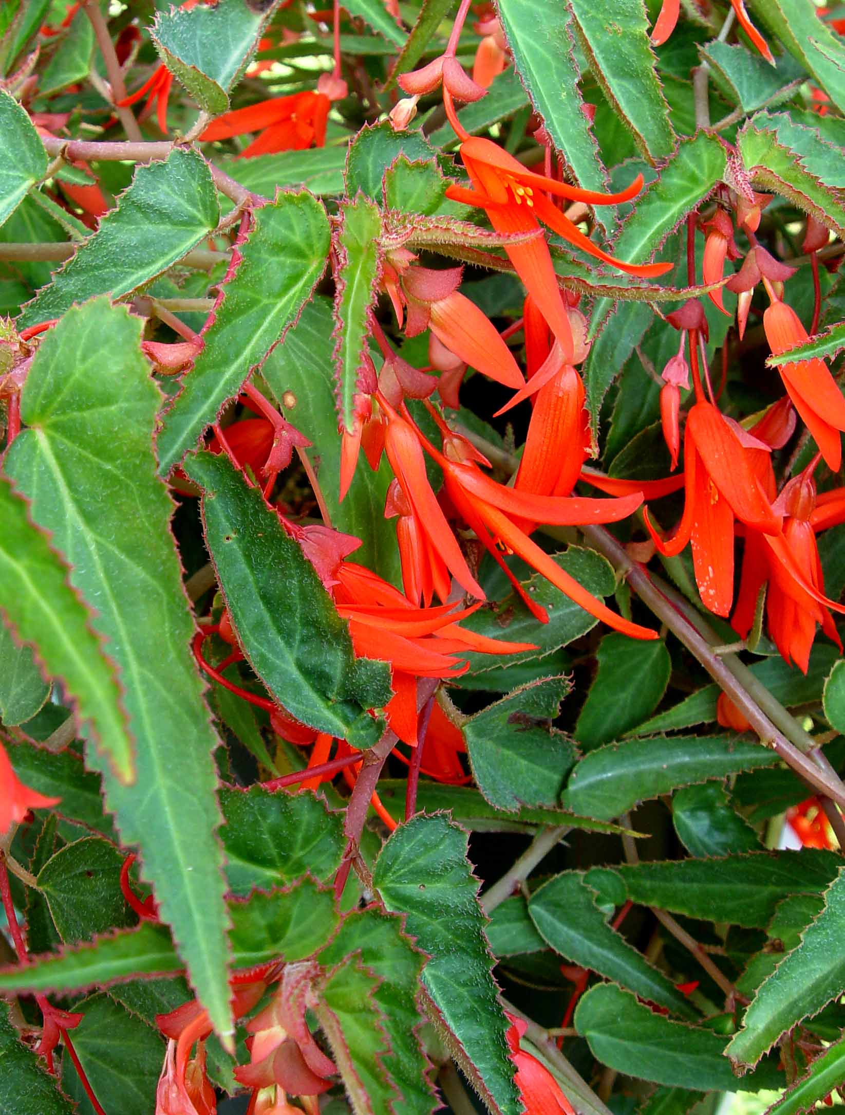 Begonia 'Bonfire' | Garden Housecalls