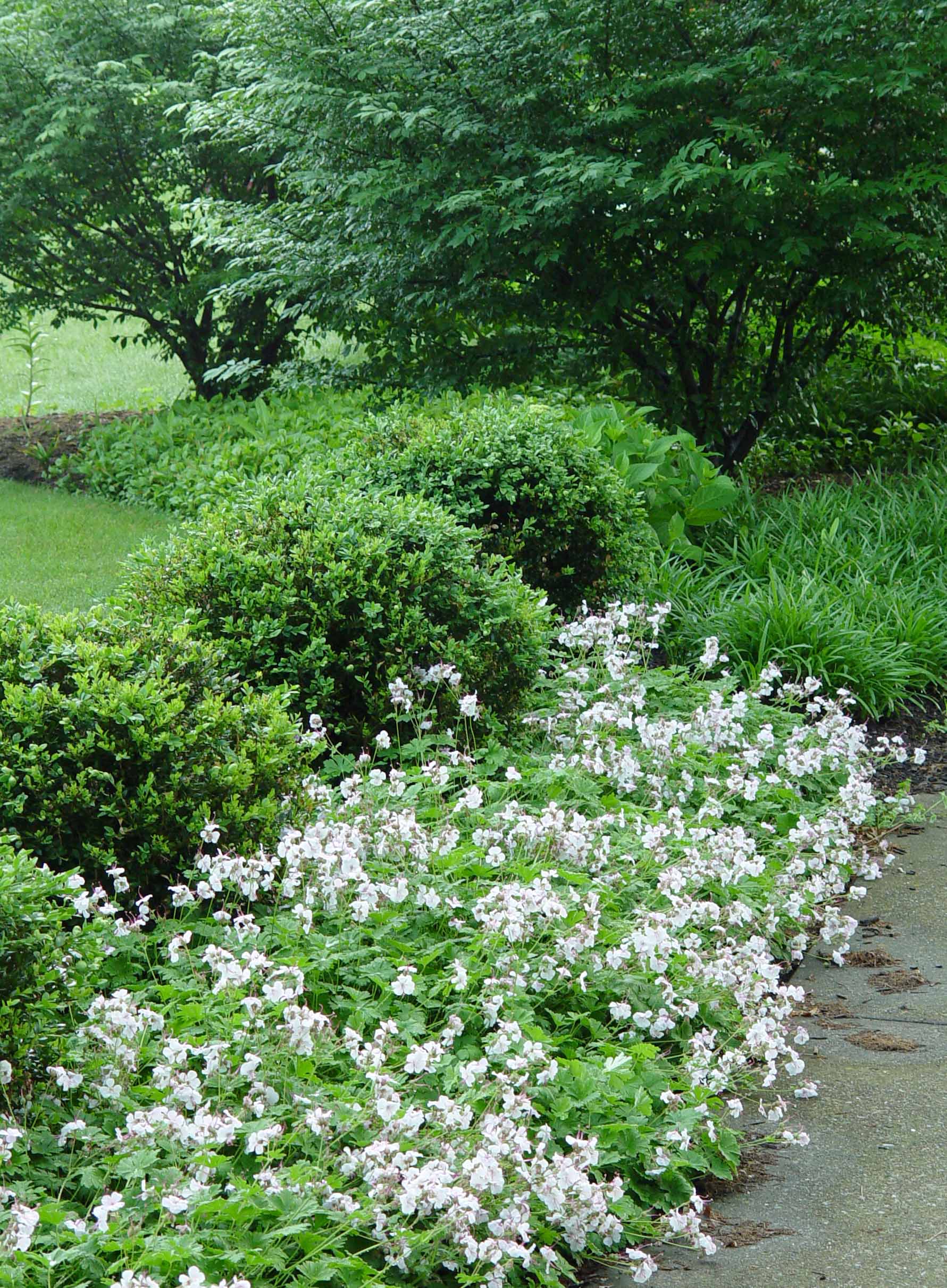 Boxwood Green Velvet Garden Housecalls