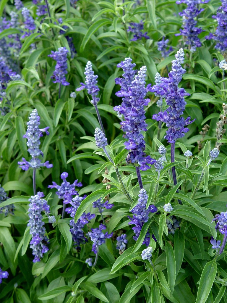 Blue salvia ‘Signum’ | Garden Housecalls