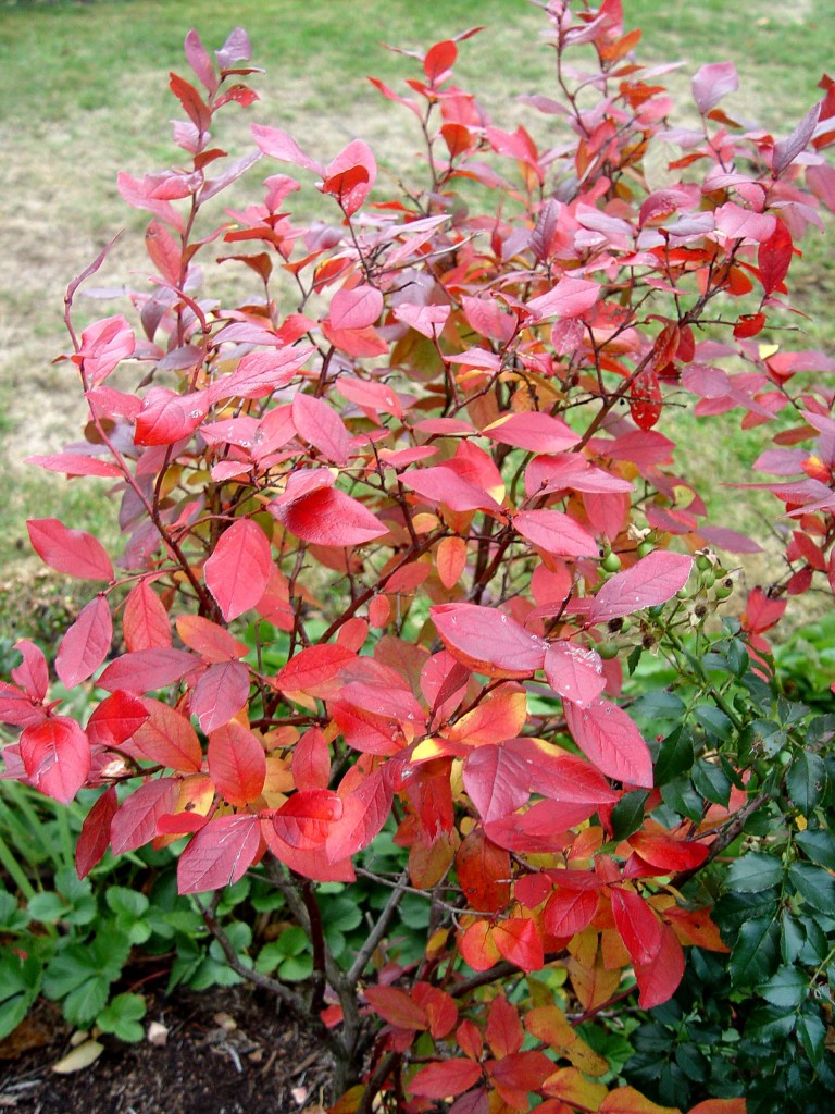 Blueberries | Garden Housecalls