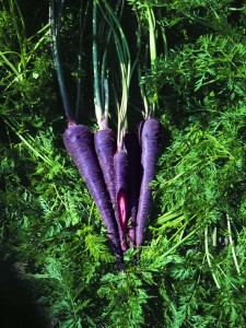 Want purple carrots? They're easy to grow in your own yard. These are 'Purple Haze.'