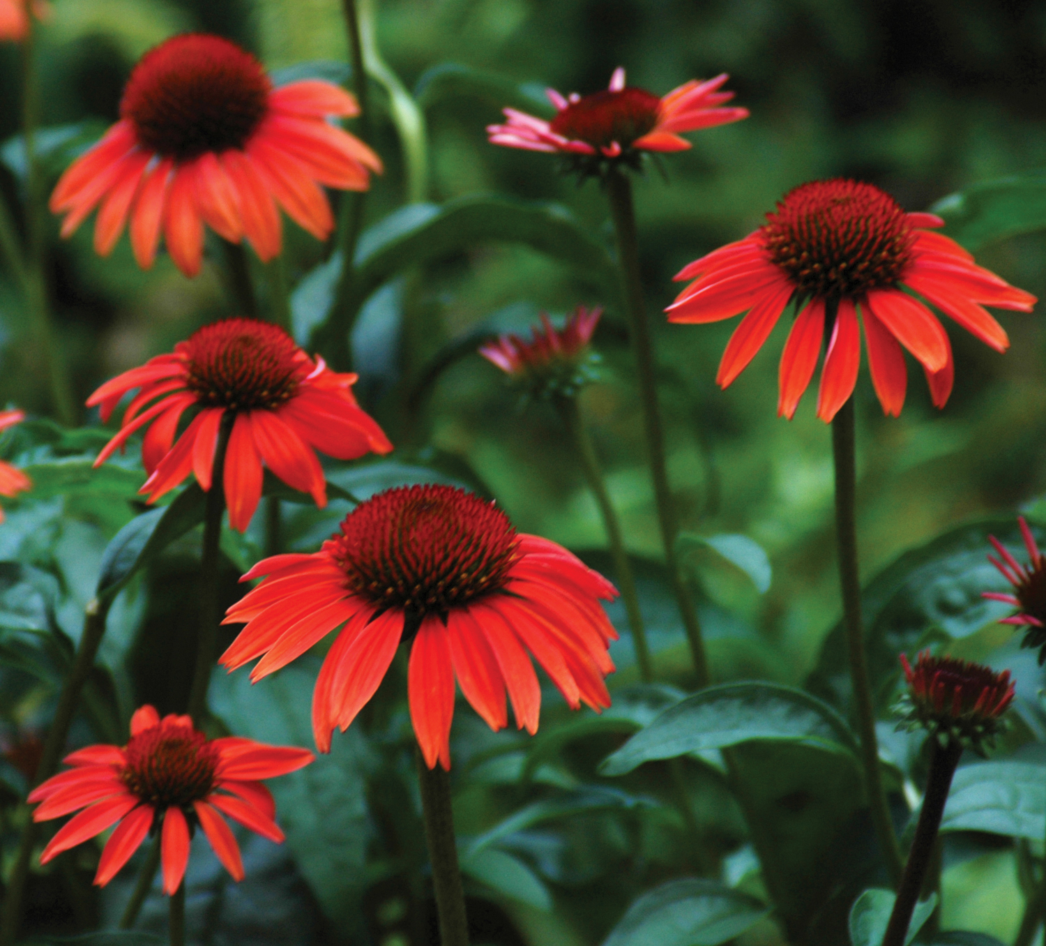 purple coneflower colors