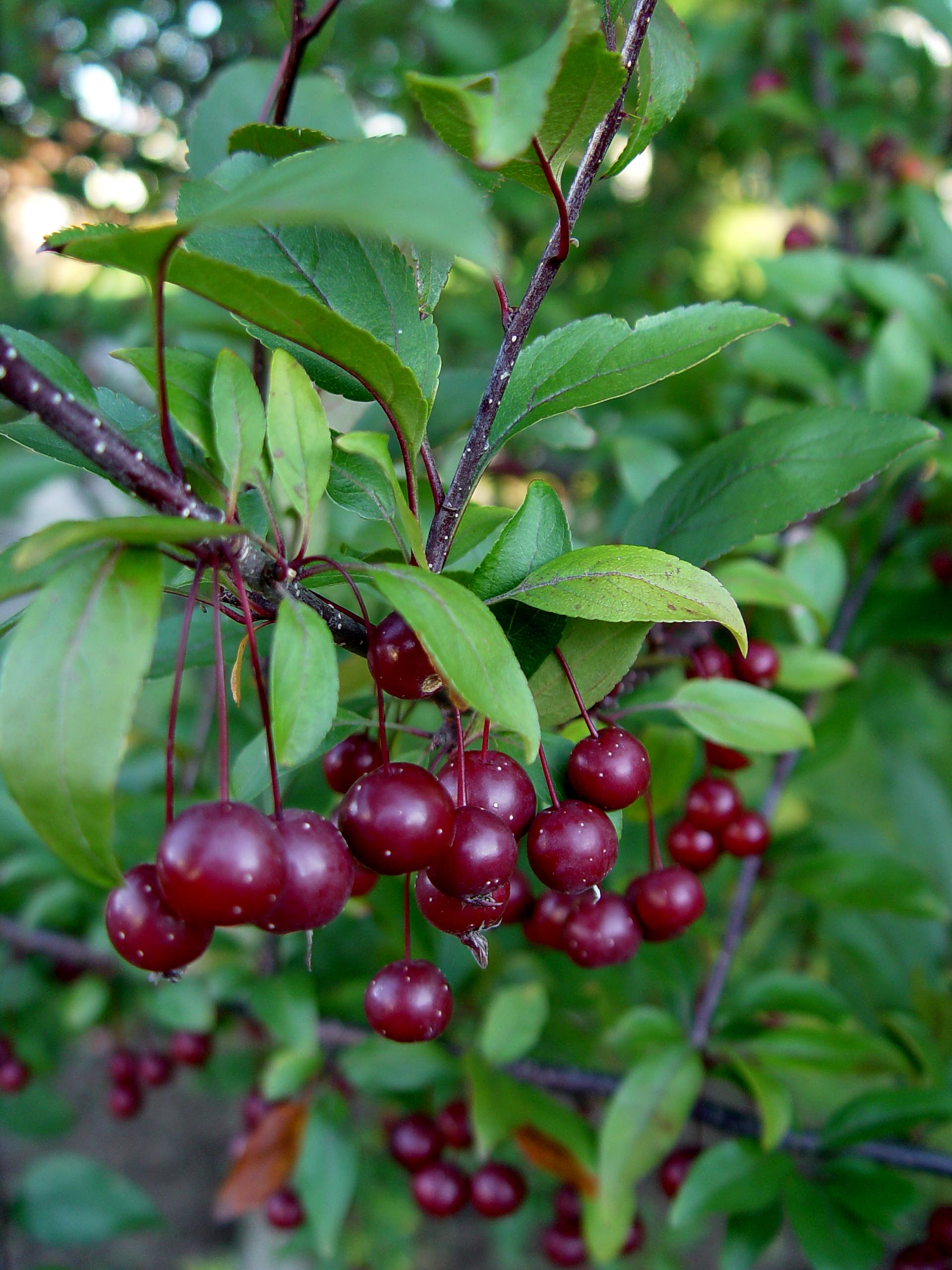 Garden Housecalls - Crabapple 'Prairifire'