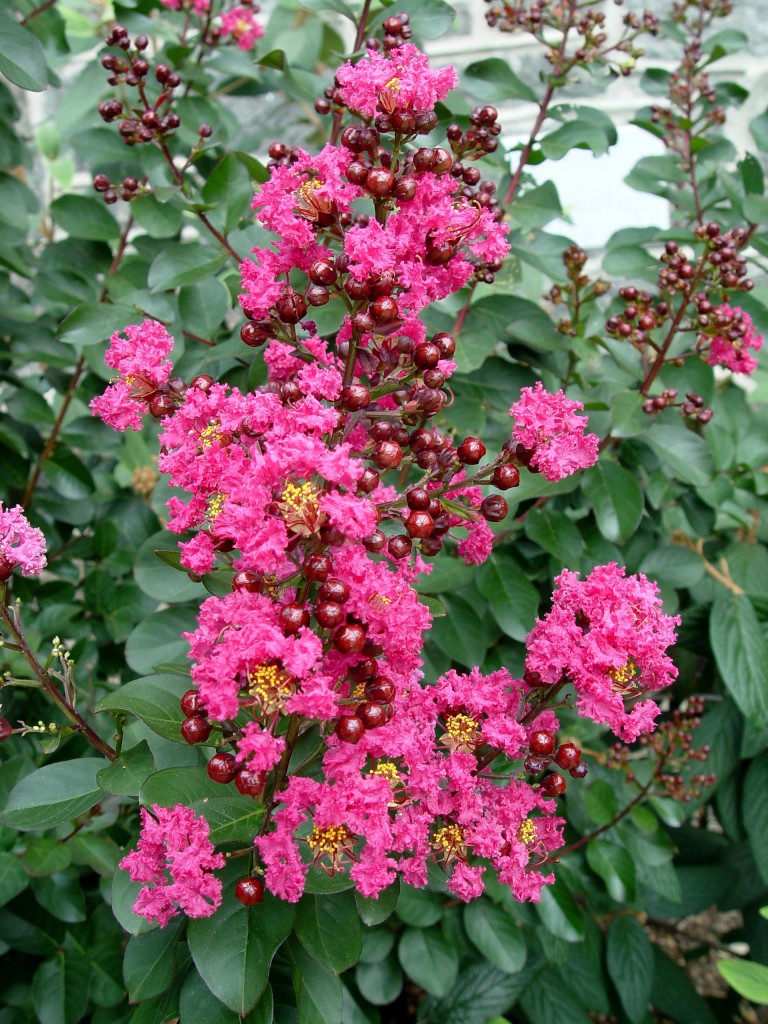 Crape myrtle Pink Velour | Garden Housecalls