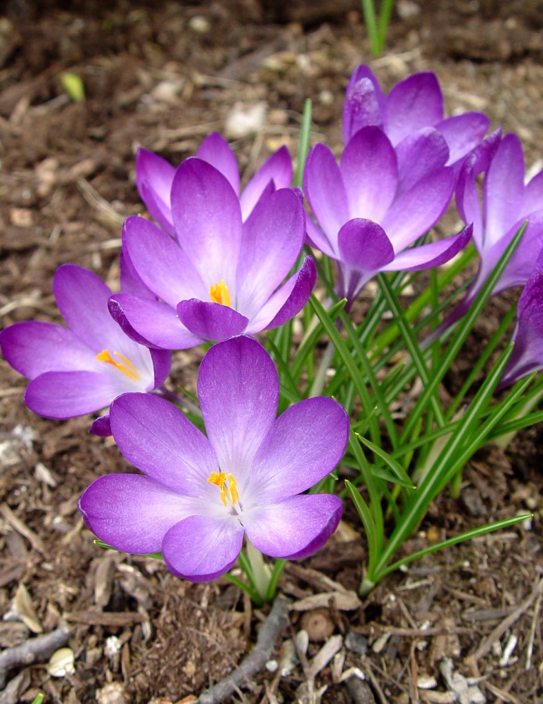 Crocus ‘Ruby Giant’ | Garden Housecalls