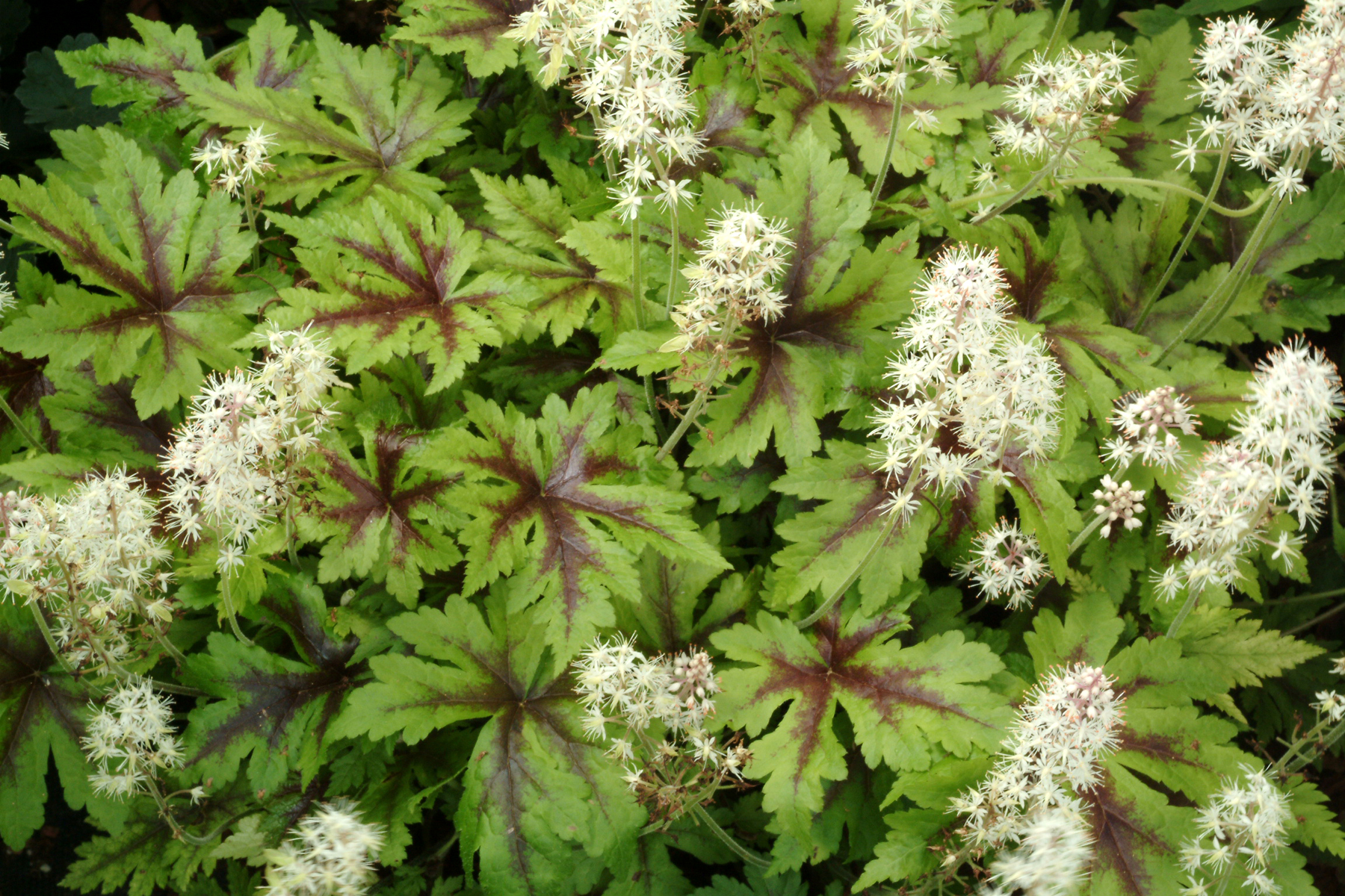 A cultivar of foamflower with streaks of red in the green leaves