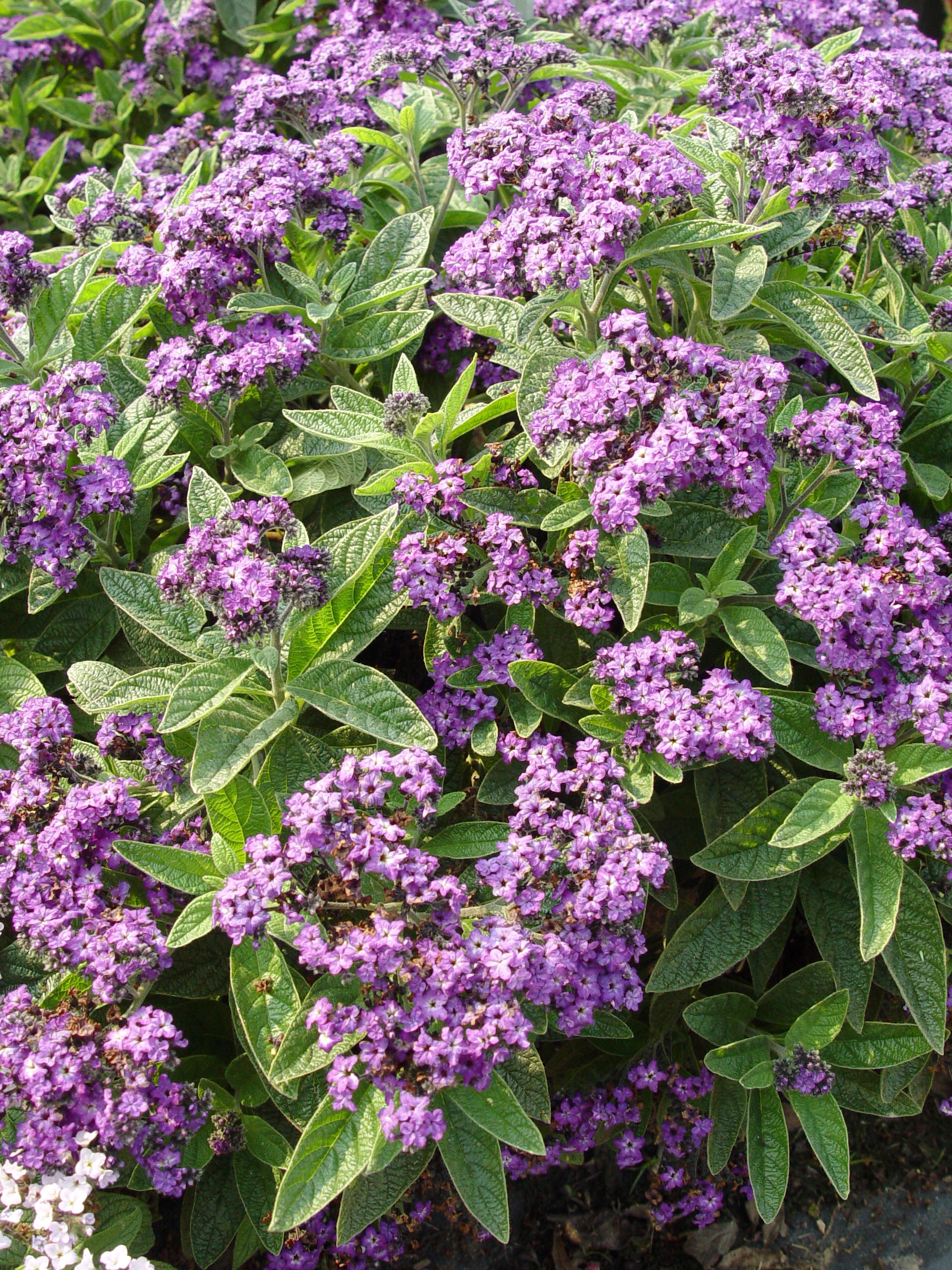 The Name of the Heliotrope Color