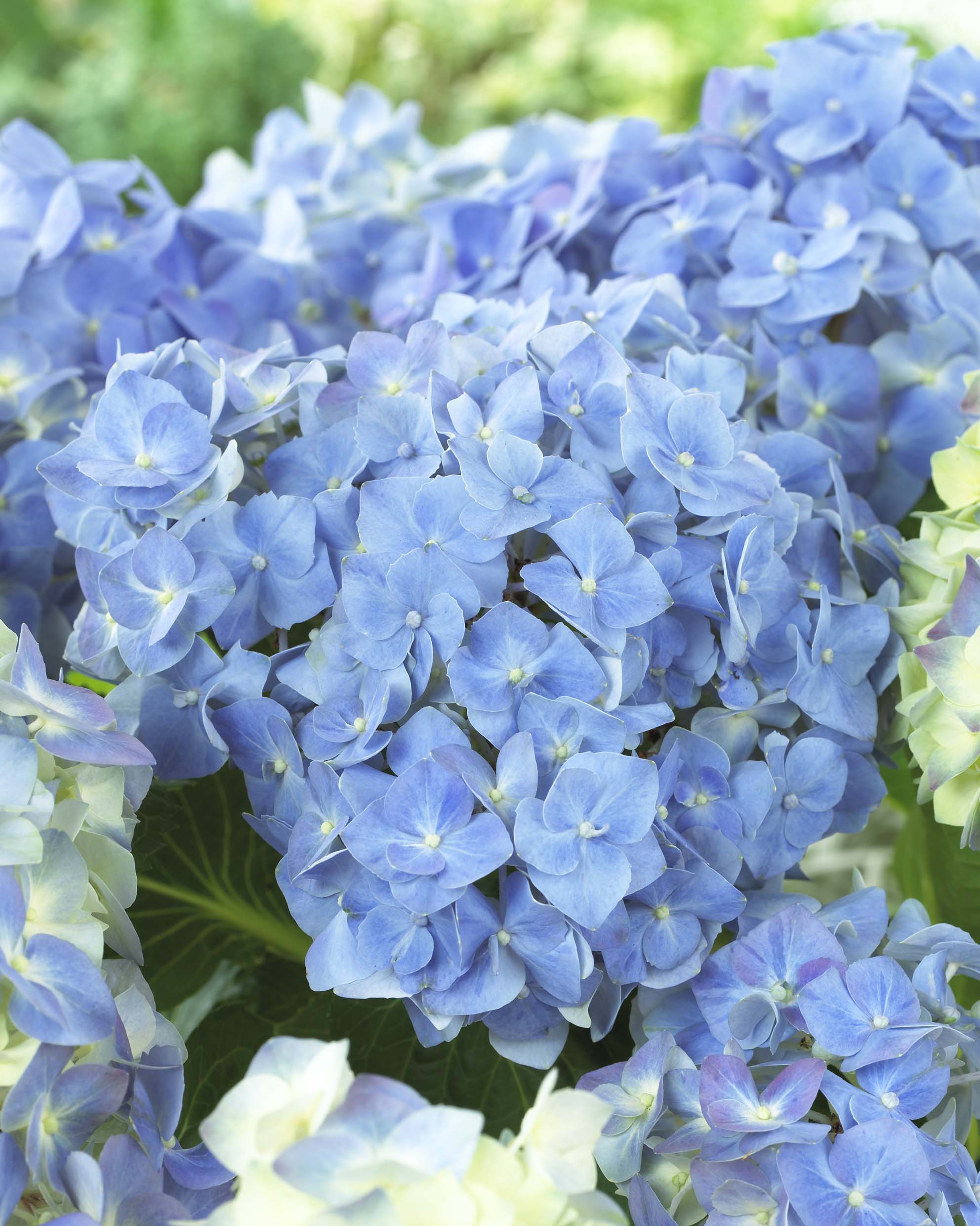 Image of Hydrangea Forever and Ever Blue