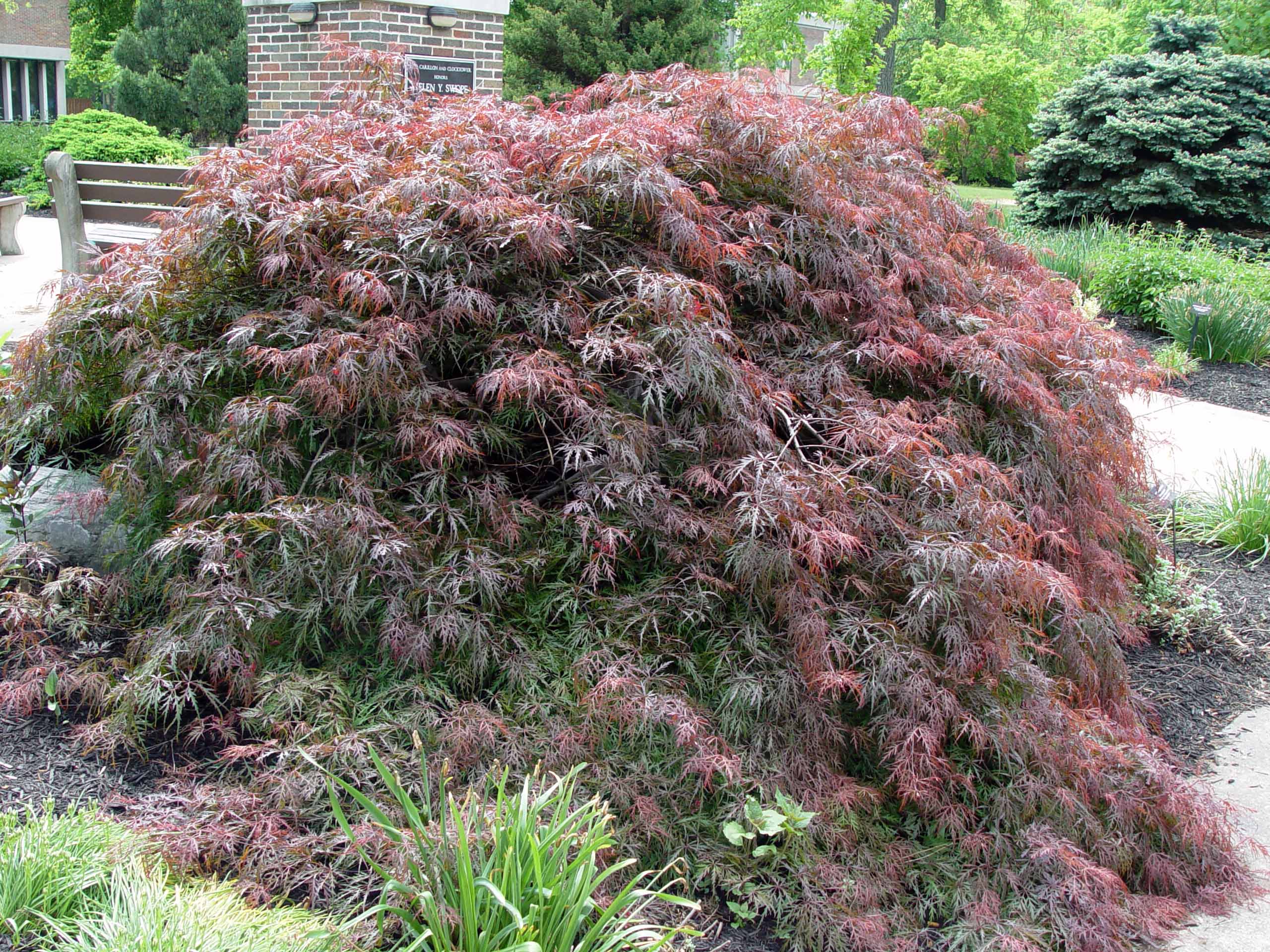 red japanese maple leaf