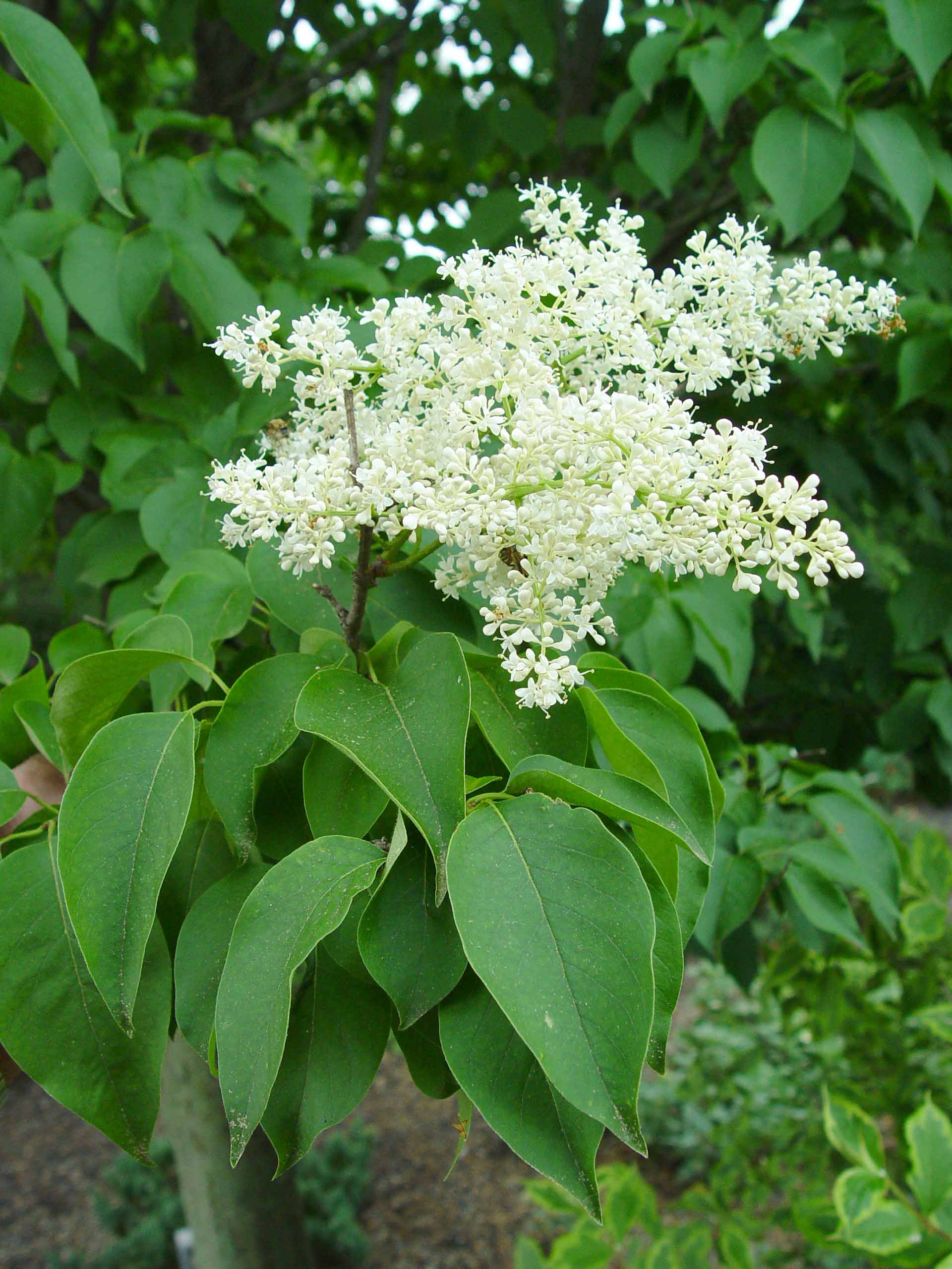 Japanese tree lilac | Garden Housecalls