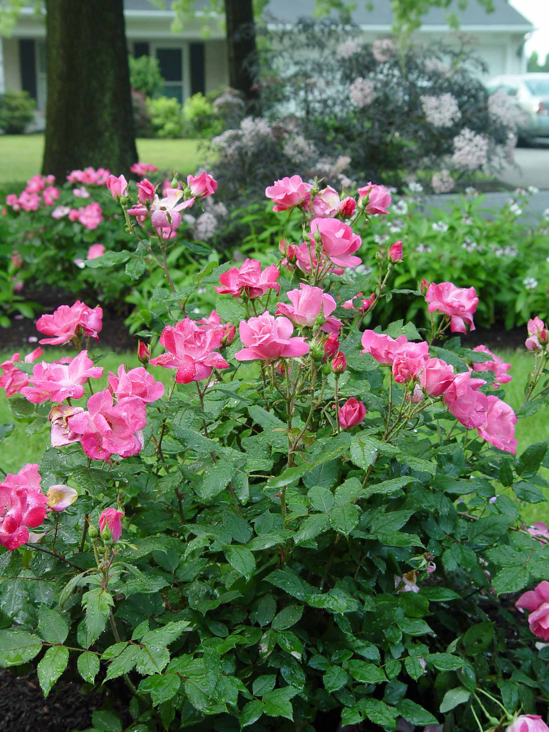 Rose Pink Knock Out R Garden Housecalls