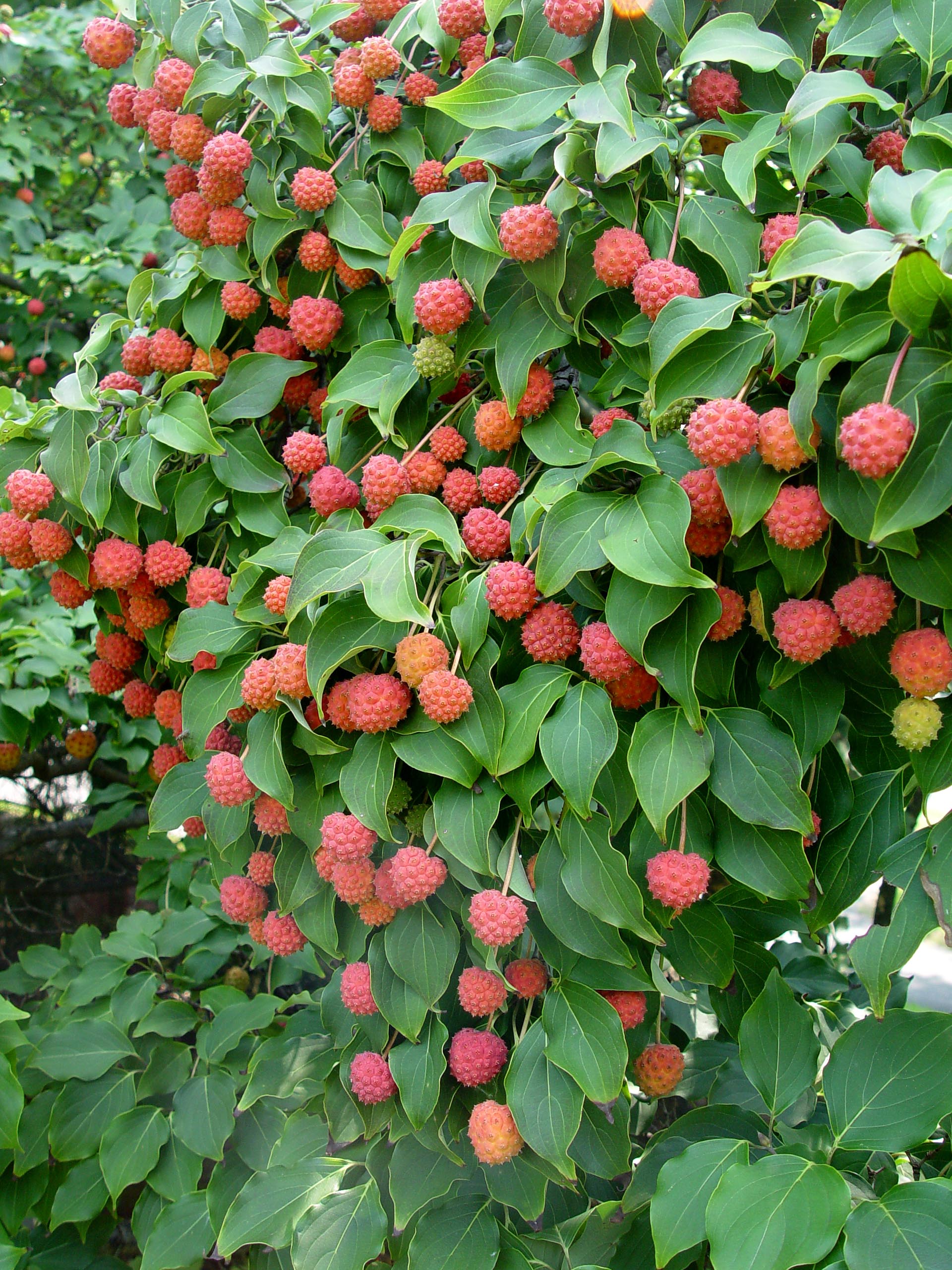 Image of Kousa dogwood tree with flowers and fruit