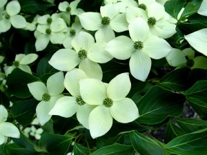 kousa.dogwood.flowers