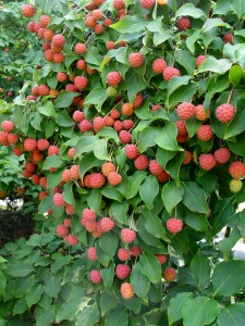kousa.dogwood.fruits