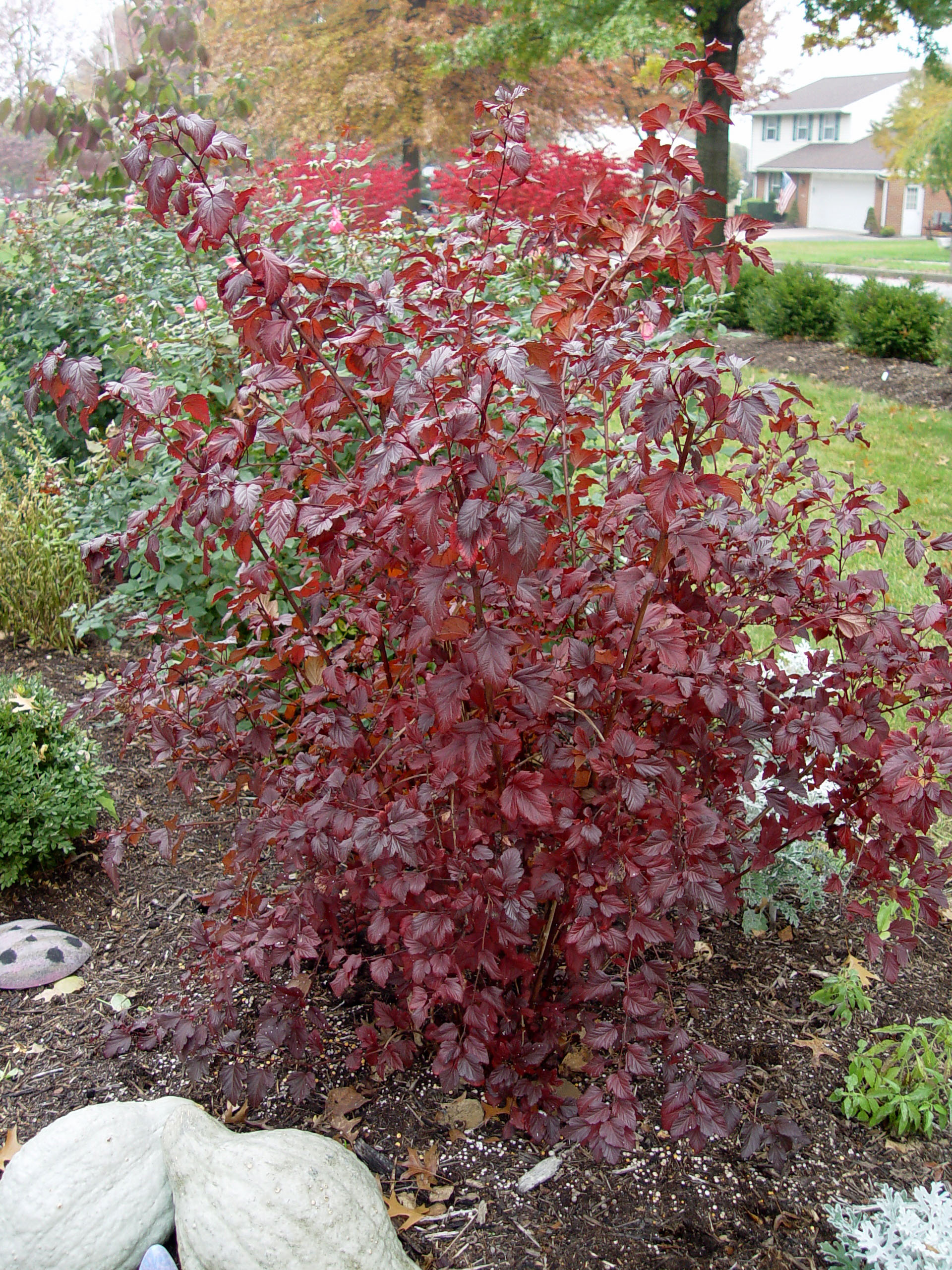 Image of Physocarpus opulifolius summer wine shrub in fall