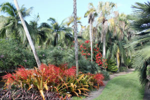 Palms and bromeliads at Fairchild.