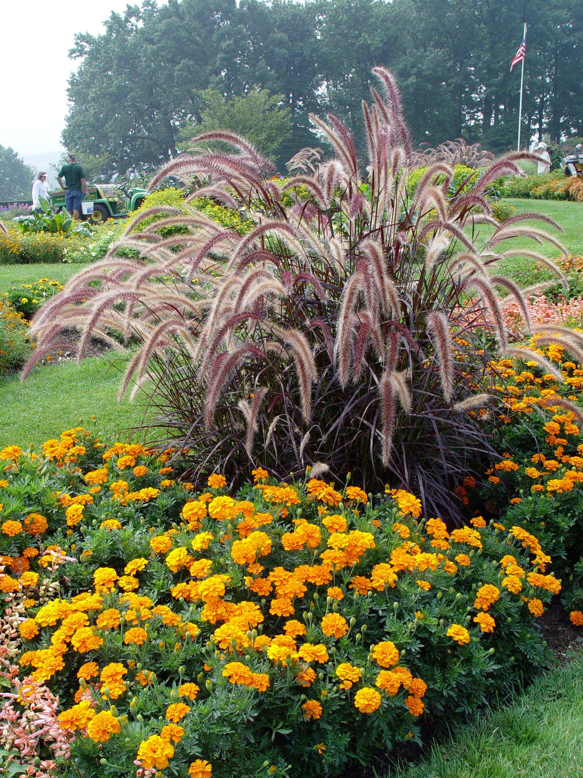 dwarf fountain grass