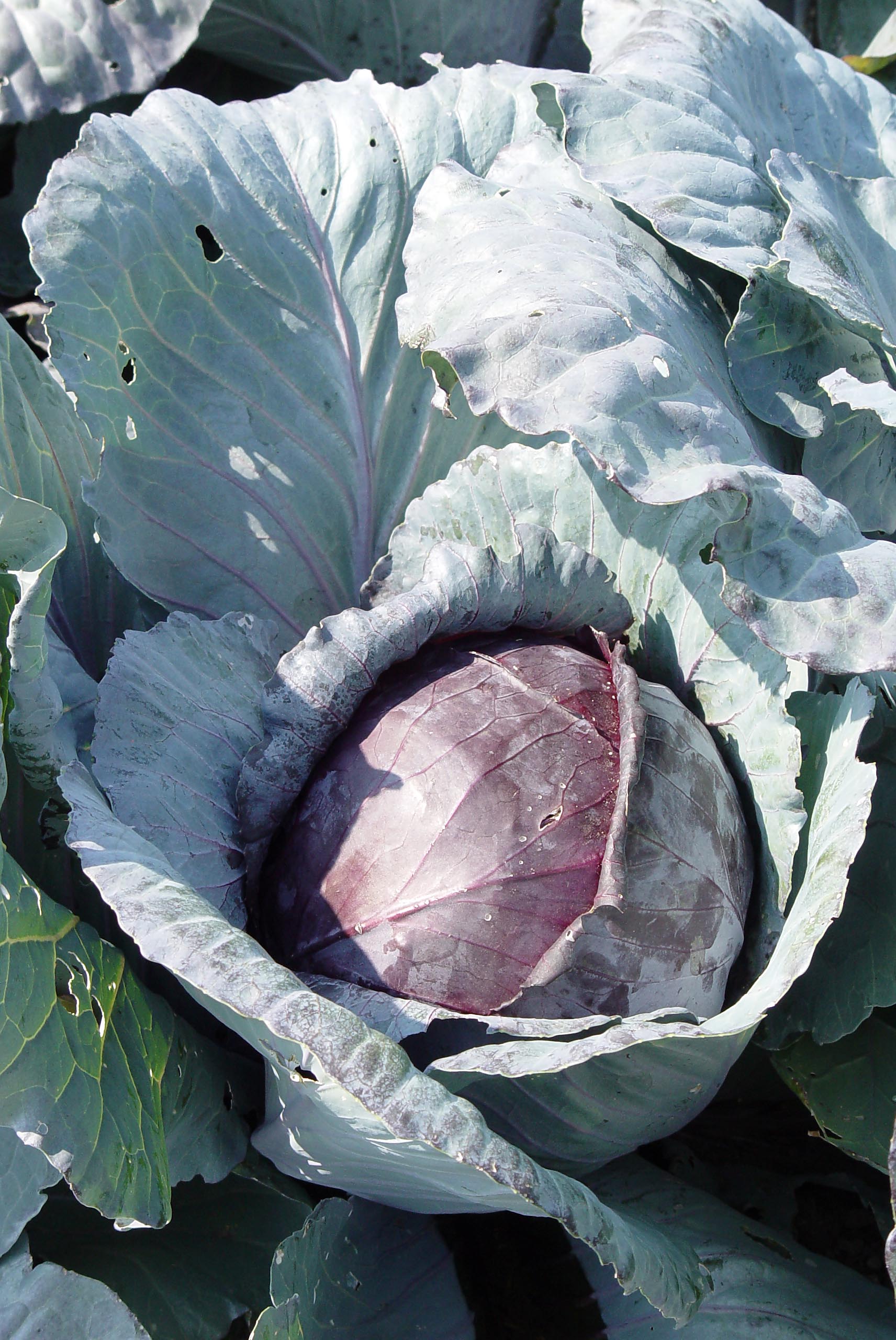 Garden Housecalls - Red cabbage