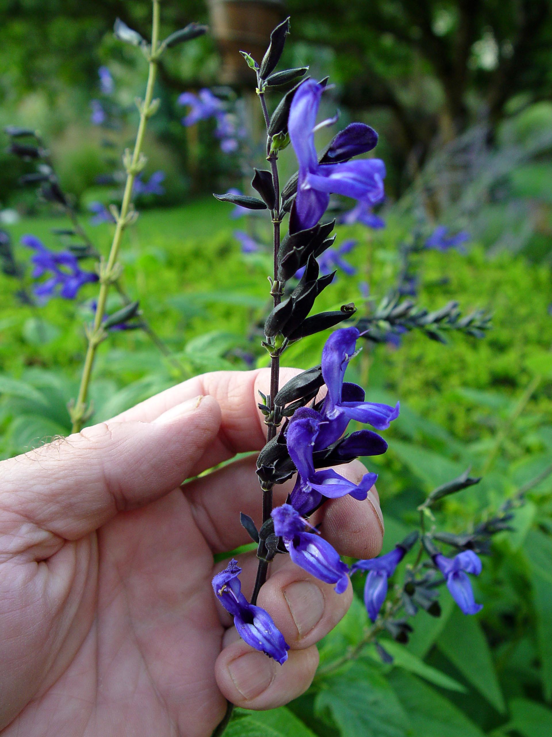 Salvia black on sale and blue