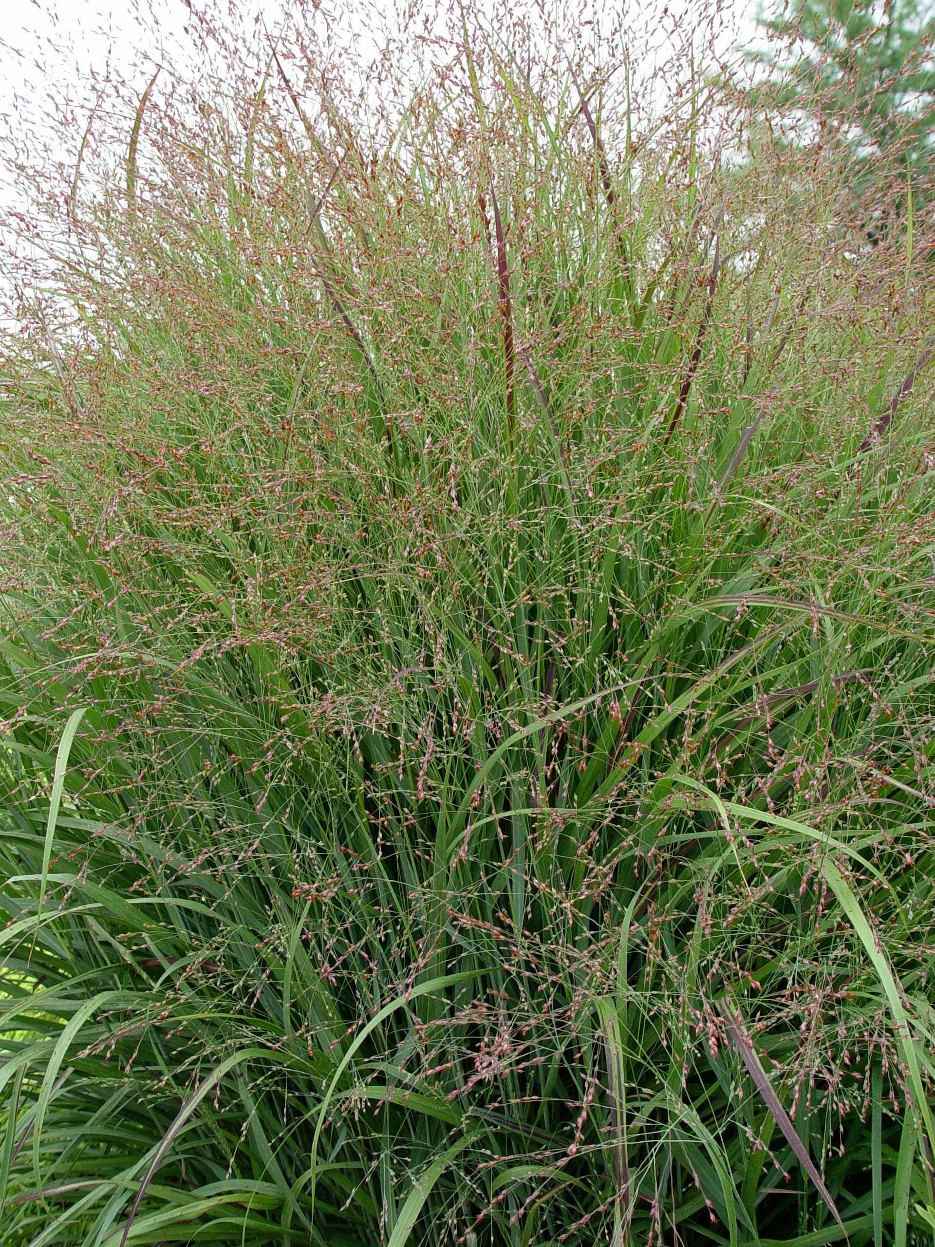 Red switchgrass ‘Shenandoah’ | Garden Housecalls