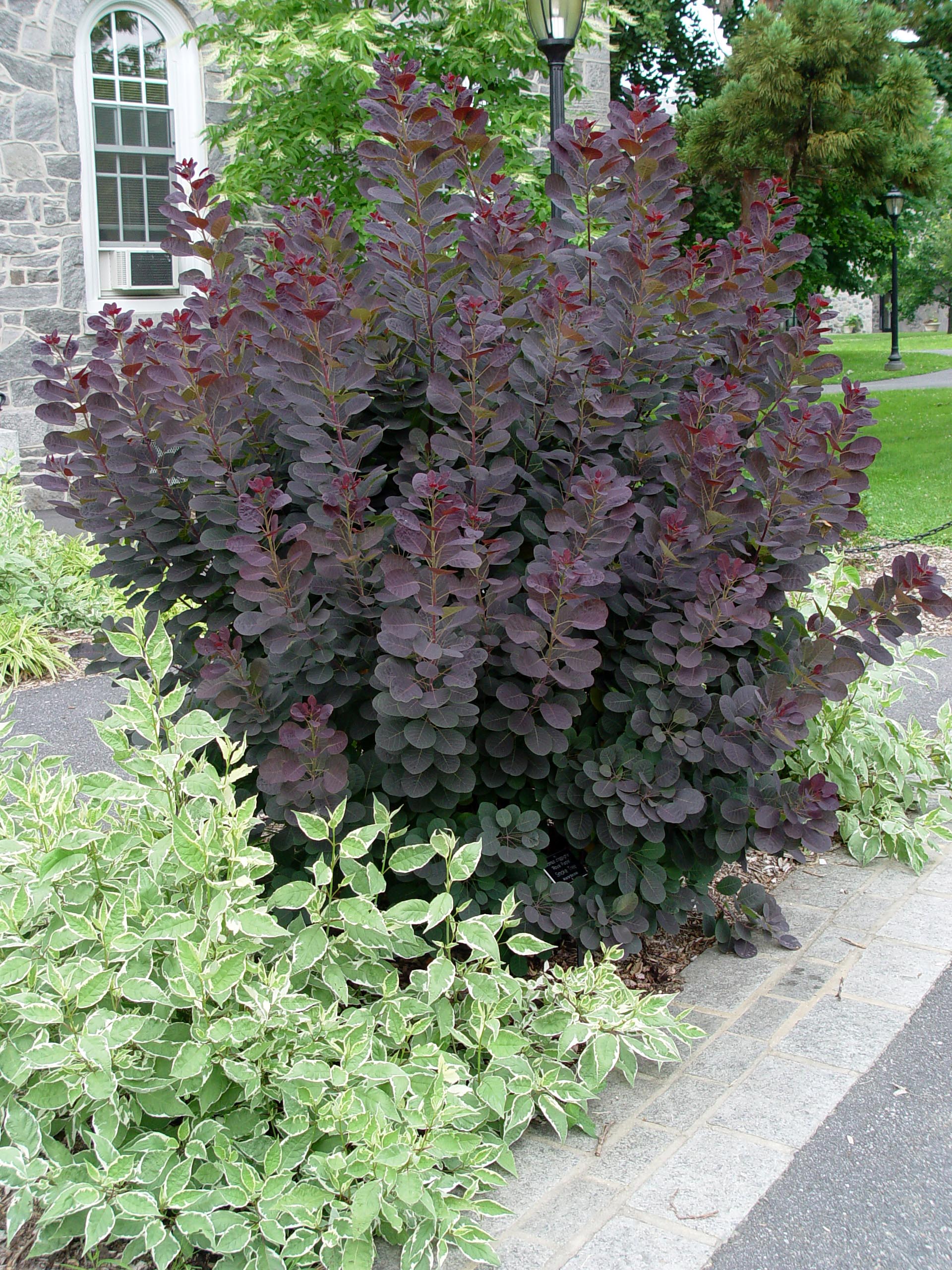 Purple smoketree 'Royal Purple'   Garden Housecalls