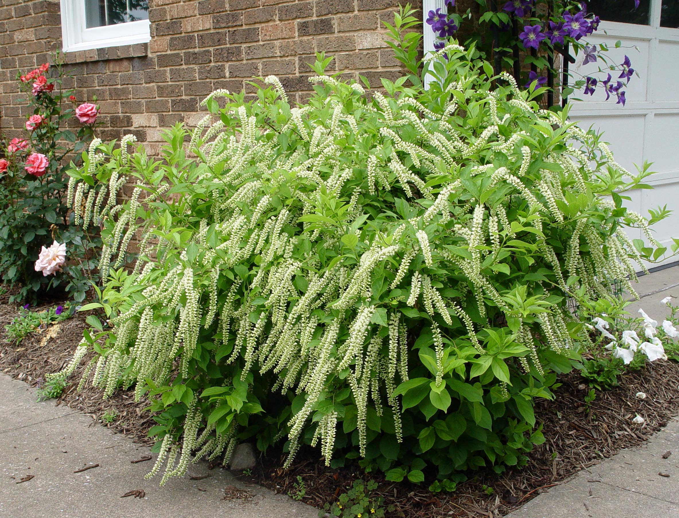 Image of Virginia sweetspire full-size shrub in bloom