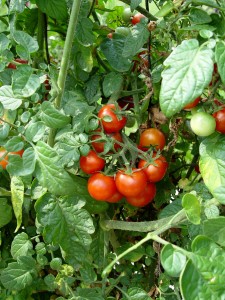 A cluster of 'Santa' grape tomatoes.