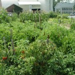 The Best Vegetable Varieties