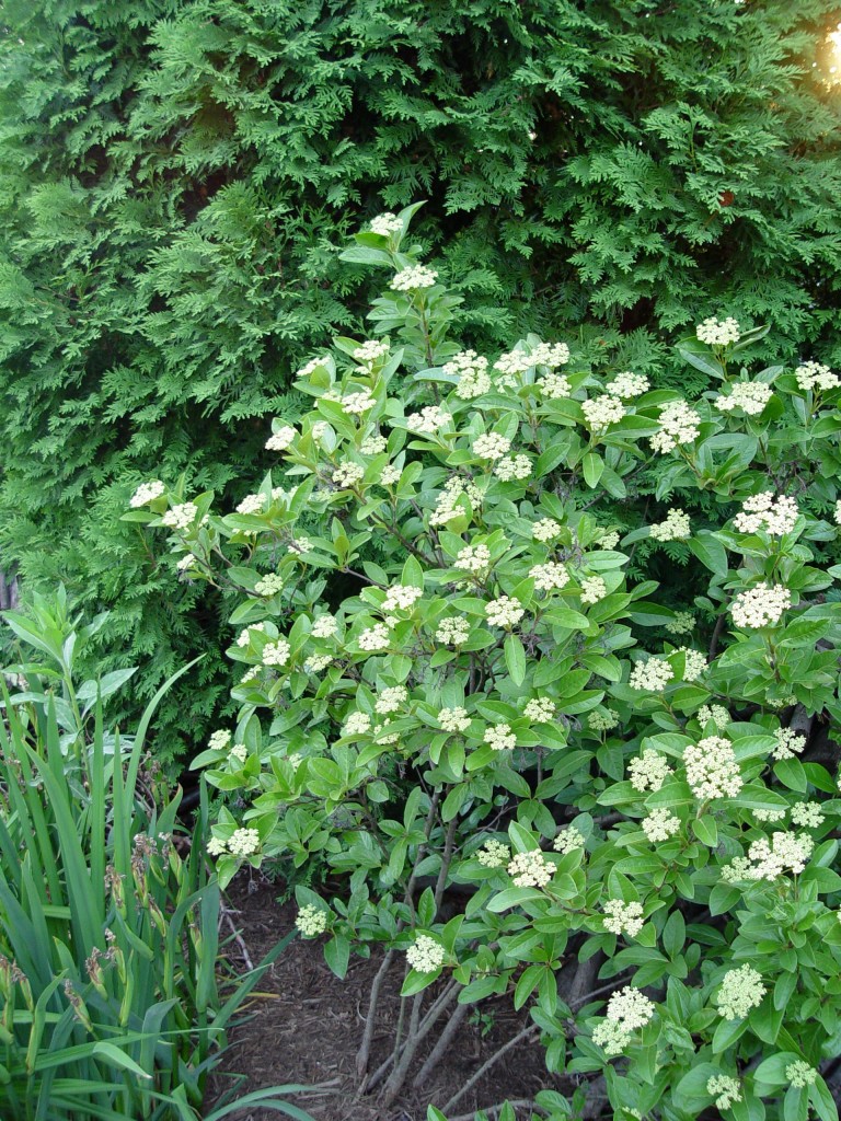 Viburnum ‘winterthur’ 