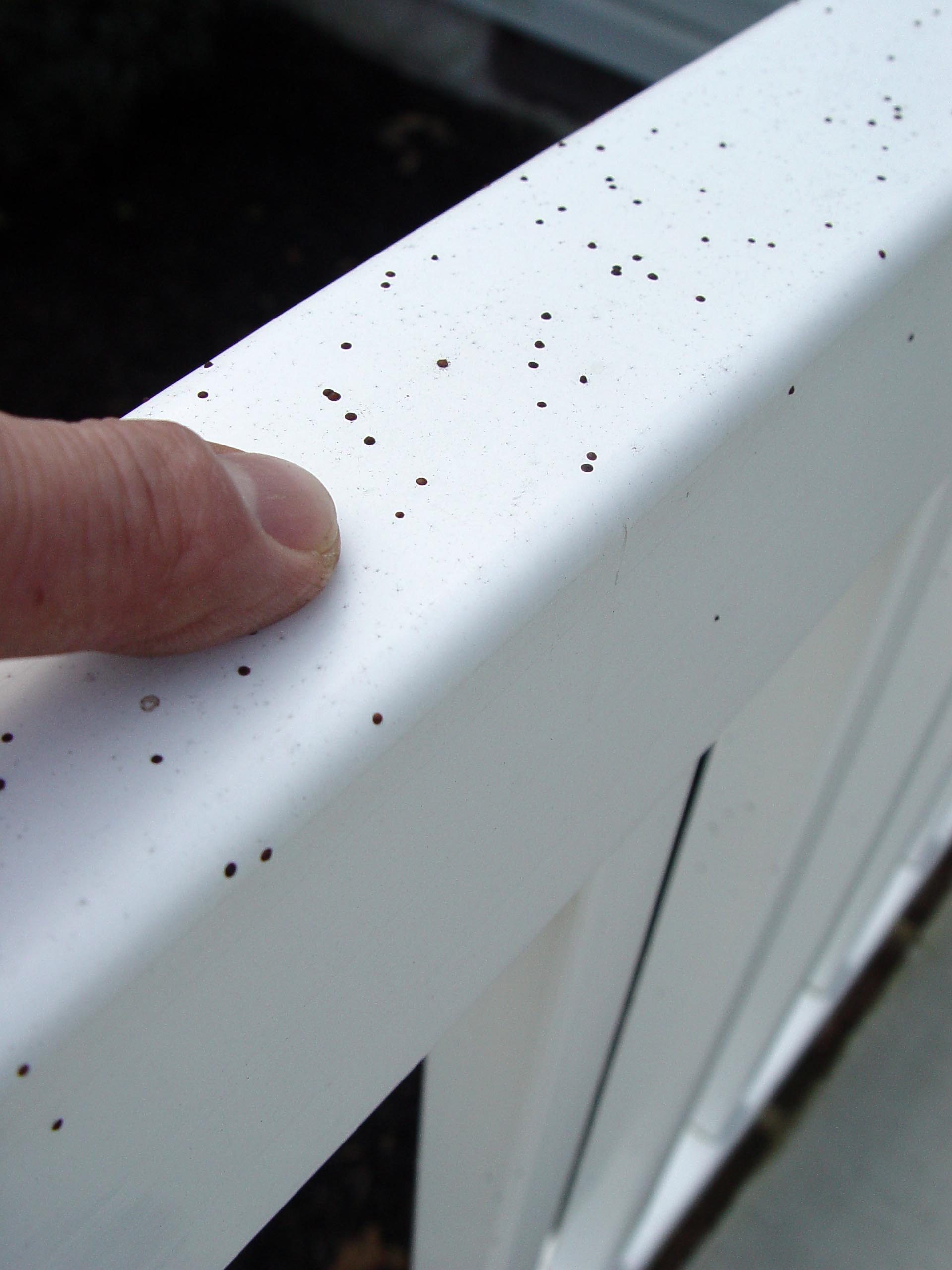 Bats Droppings On Siding Walter Reeves The Georgia Gardener