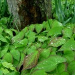 Rain and Trees