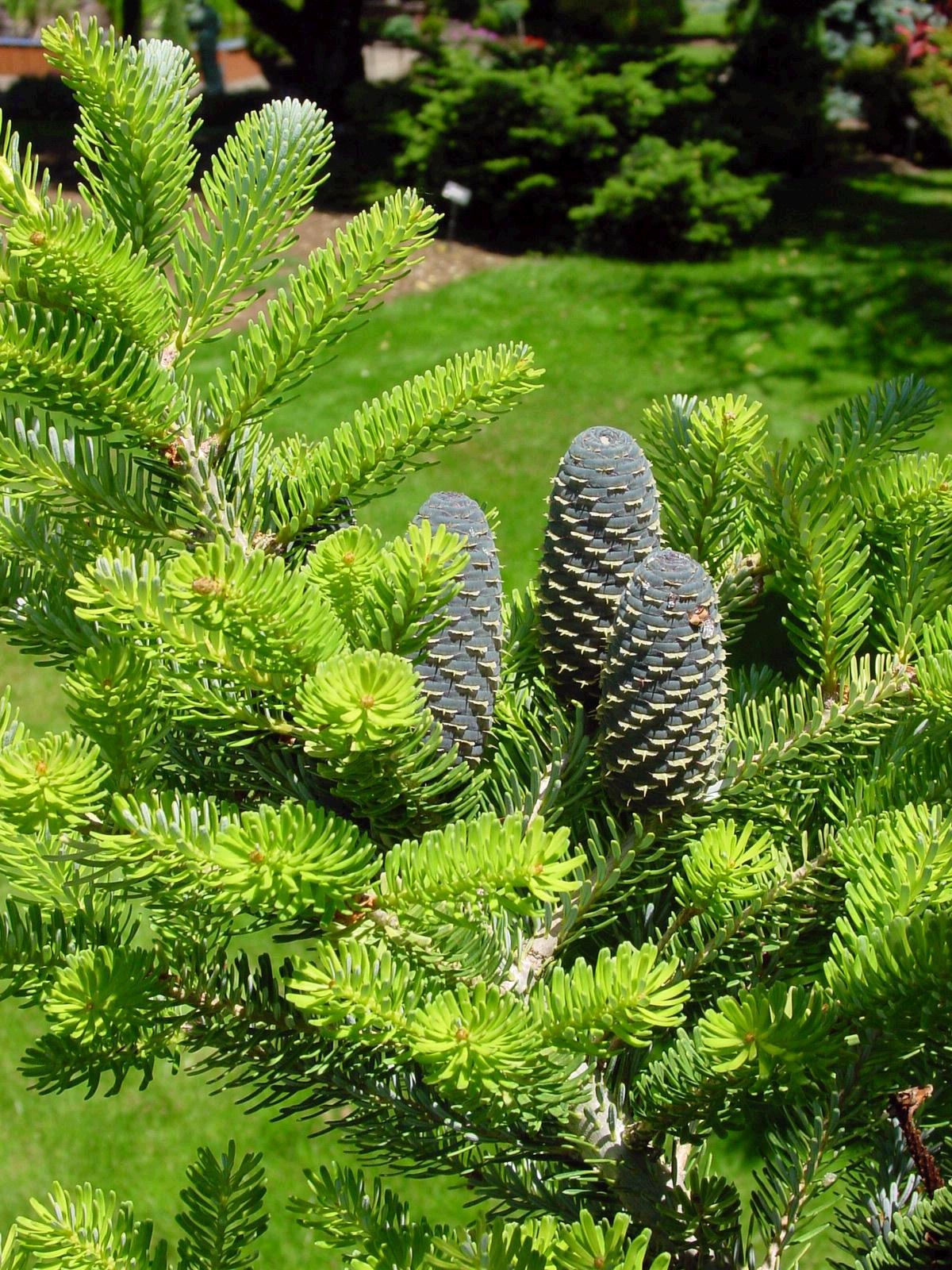 Garden Housecalls - Korean fir