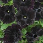 Are you ready for a black petunia?
