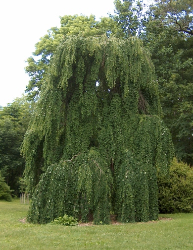 Garden Housecalls Weeping Katsura Tree