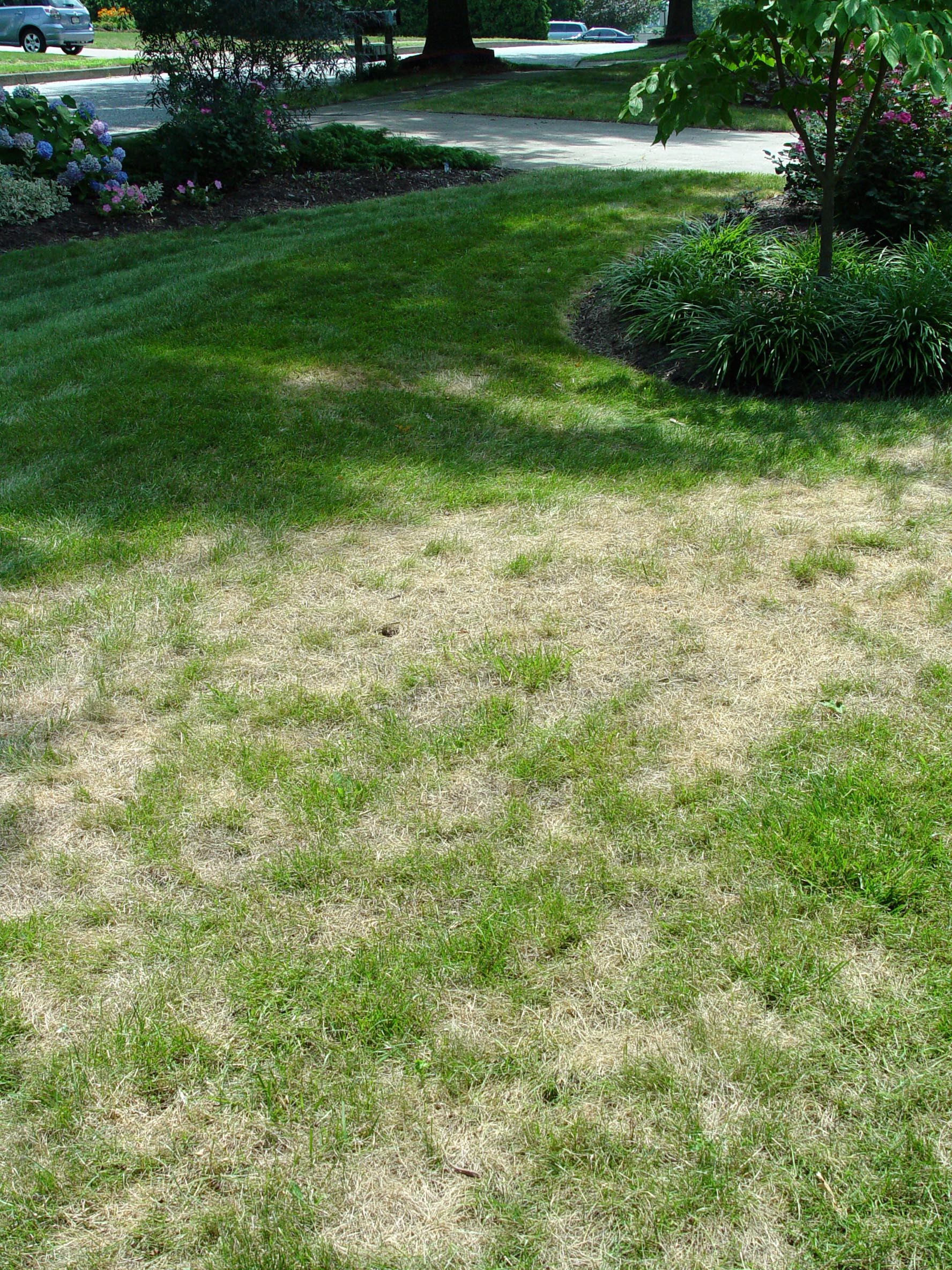 How to Reseed Dead Lawn  